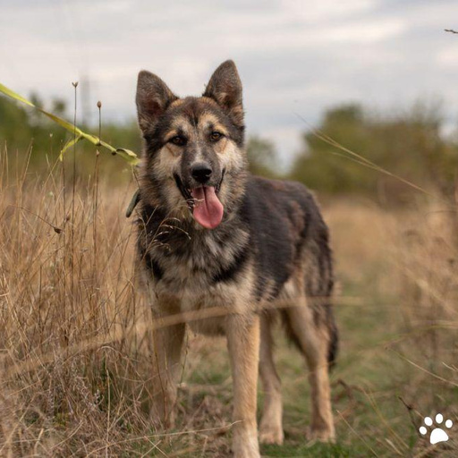 Изображение питомца
