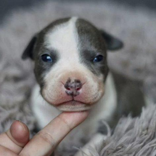 Изображение питомца