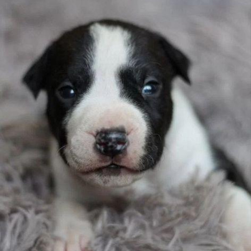 Изображение питомца