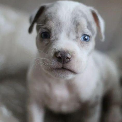 Изображение питомца