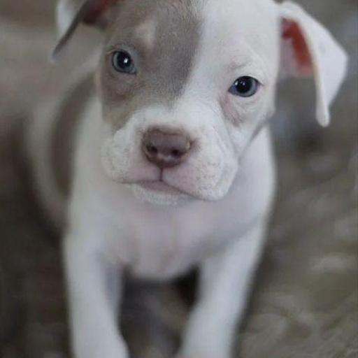 Изображение питомца