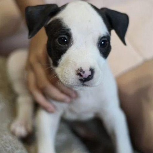 Изображение питомца