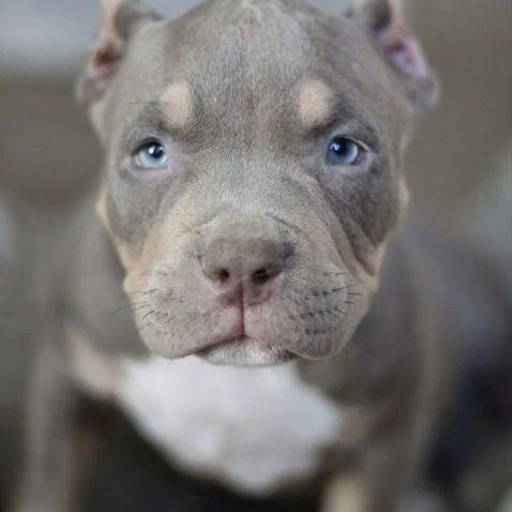 Изображение питомца