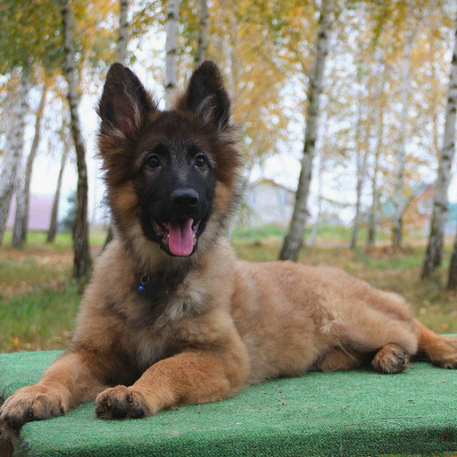 Изображение питомца