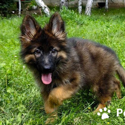 Изображение питомца