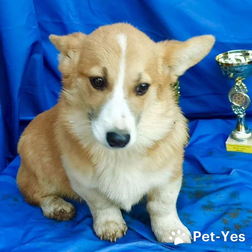 Изображение питомца