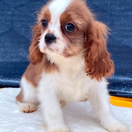 Изображение питомца