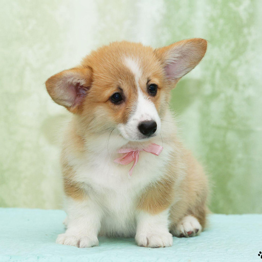 Изображение питомца