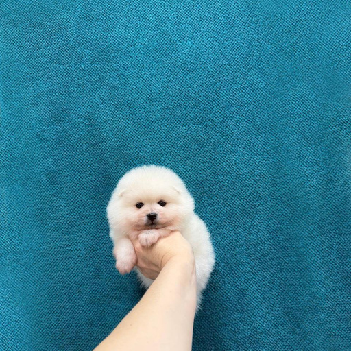 Изображение питомца