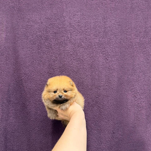 Изображение питомца