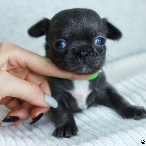 Изображение питомца