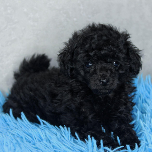 Изображение питомца