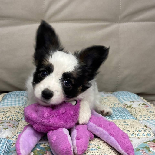 Изображение питомца