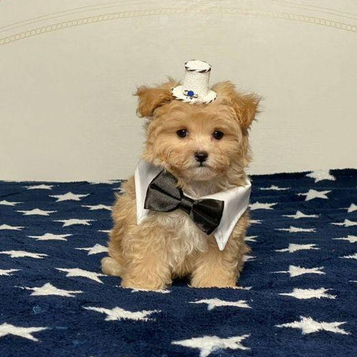 Изображение питомца