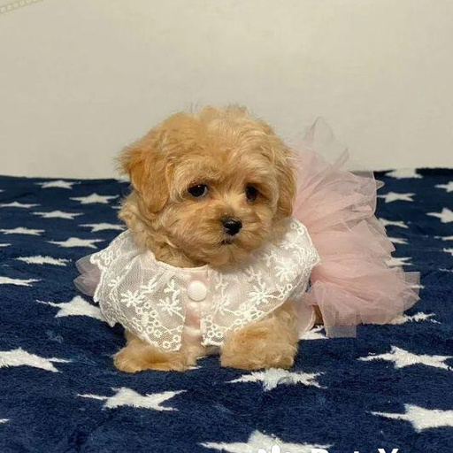 Изображение питомца