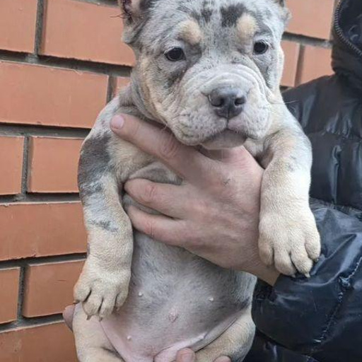 Изображение питомца