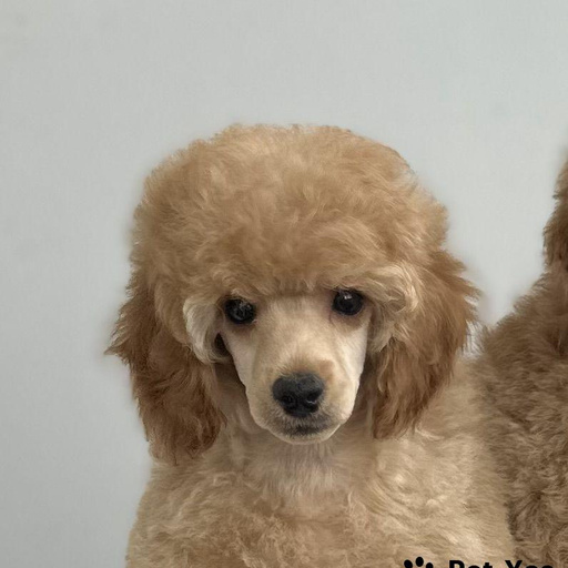 Изображение питомца