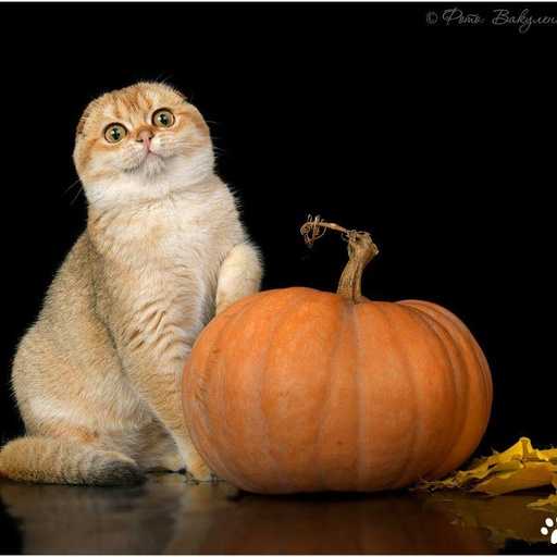 Изображение питомца