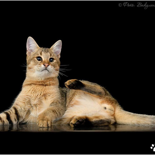 Изображение питомца