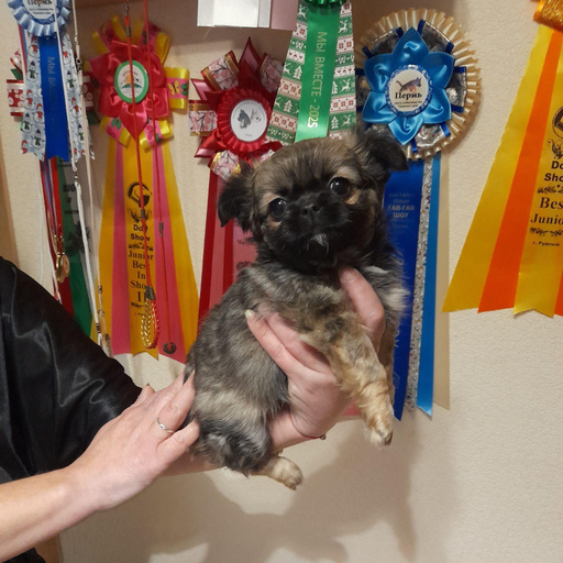 Изображение питомца