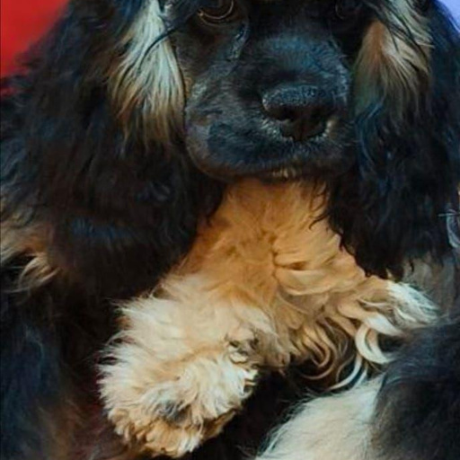 Изображение питомца