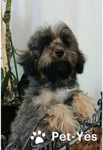 Изображение питомца