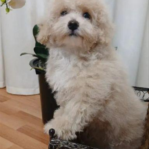 Изображение питомца