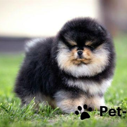 Изображение питомца