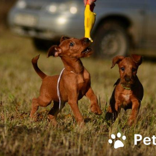 Изображение питомца