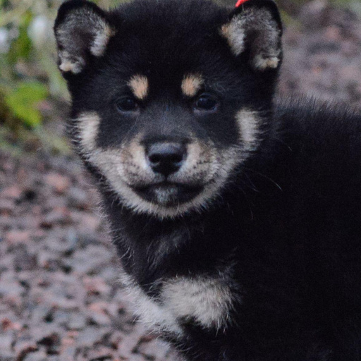 Изображение питомца