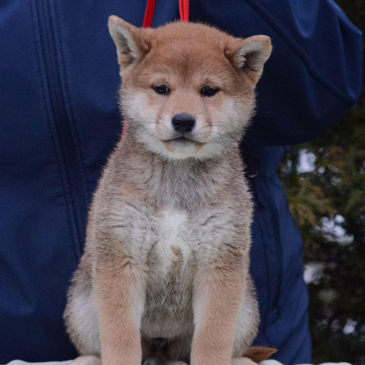 Изображение питомца
