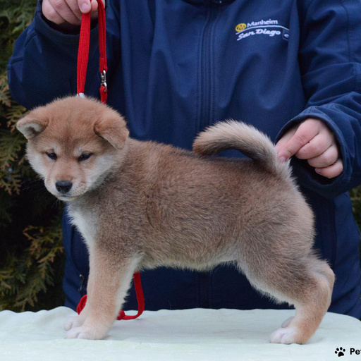 Изображение питомца