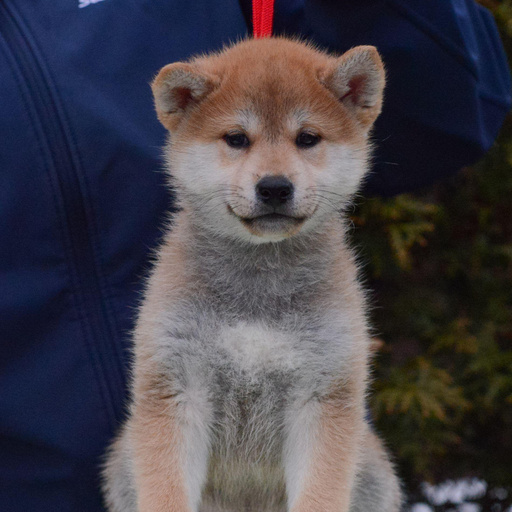 Изображение питомца