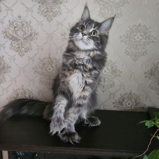 Изображение питомца