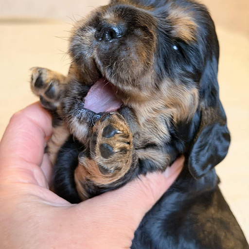 Изображение питомца