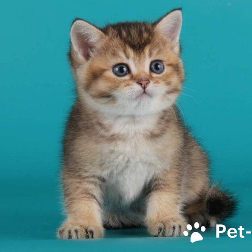 Изображение питомца