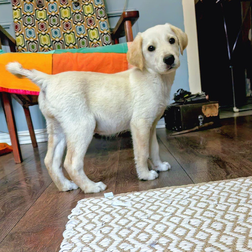 Изображение питомца