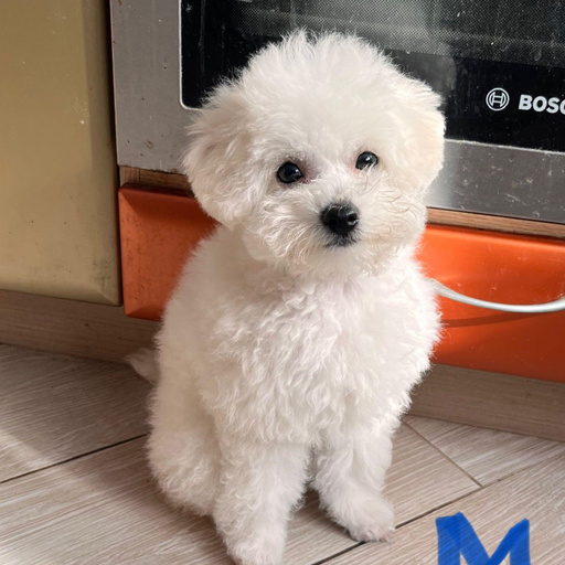 Изображение питомца