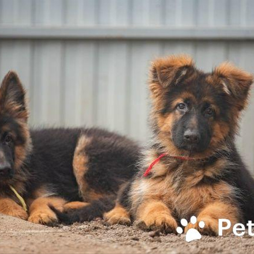 Изображение питомца