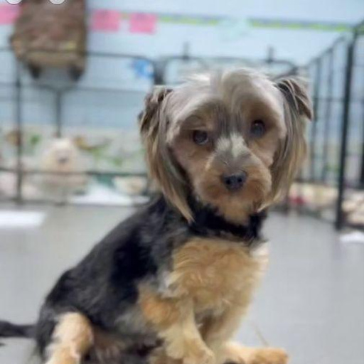 Изображение питомца