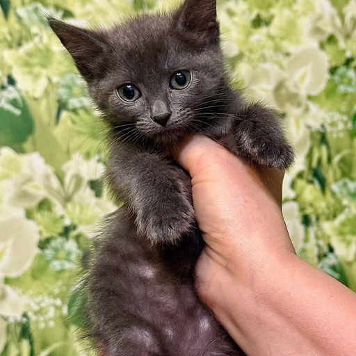 Изображение питомца