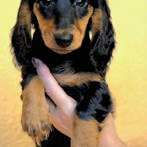 Изображение питомца