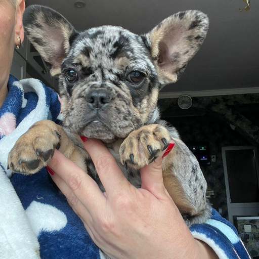 Изображение питомца