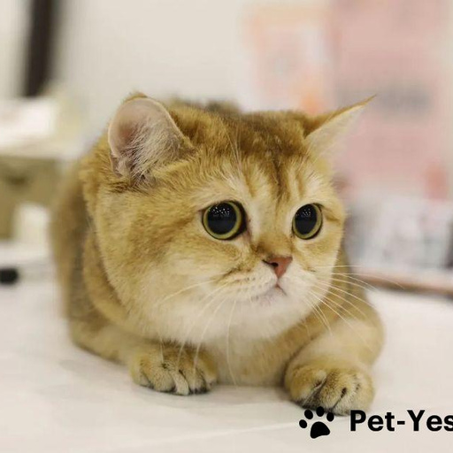 Изображение питомца