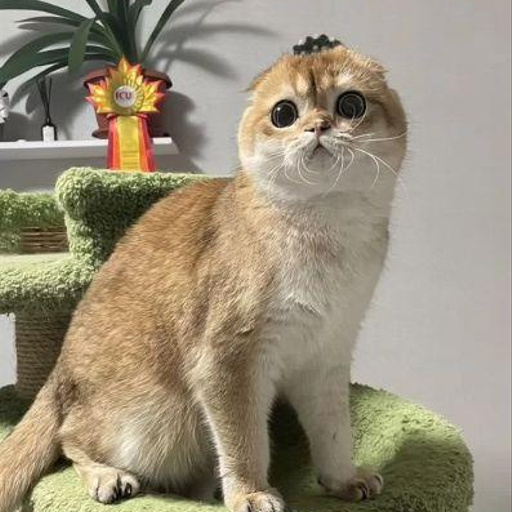 Изображение питомца