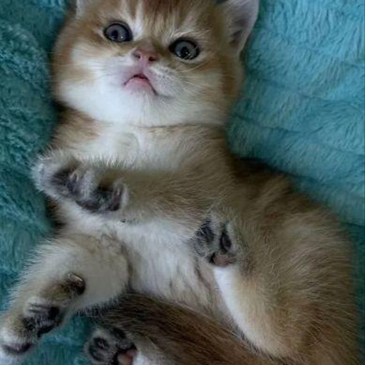 Изображение питомца