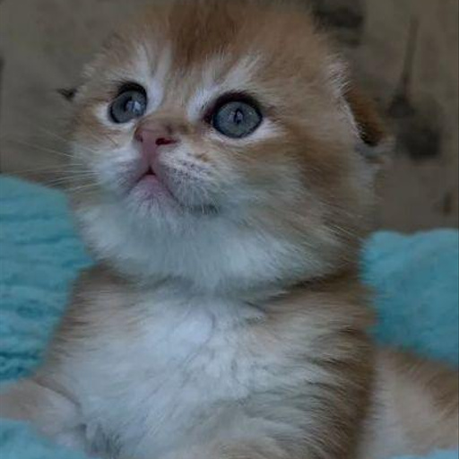 Изображение питомца