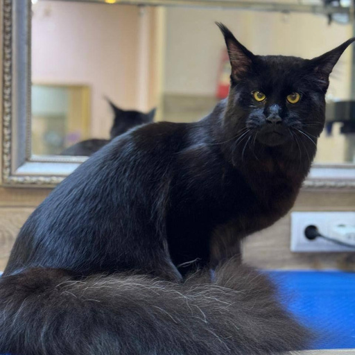 Изображение питомца