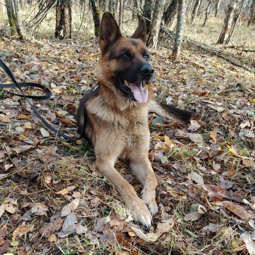 Изображение питомца