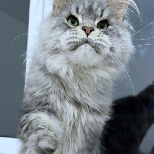 Изображение питомца